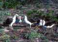 Темноспинный альбатрос фото (Phoebastria immutabilis) - изображение №53 onbird.ru.<br>Источник: www.underwaterkwaj.com